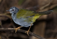 Myiothlypis leucoblephara