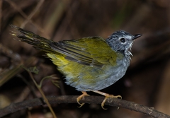 Myiothlypis leucoblephara