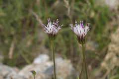 Jurinea suffruticosa