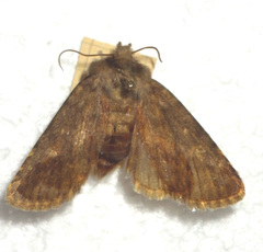 Dasypolia templi