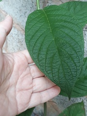 Heliotropium verdcourtii