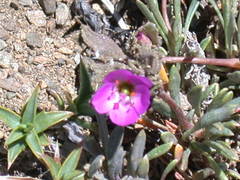 Calandrinia colchaguensis