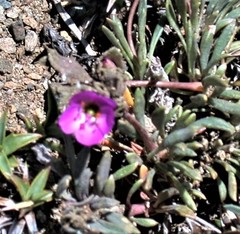 Calandrinia colchaguensis