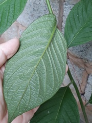 Heliotropium verdcourtii