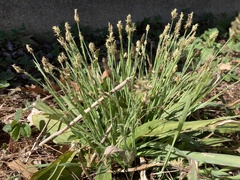 Carex platyphylla