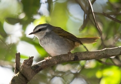 Myiothlypis leucophrys