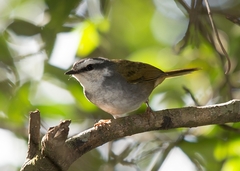 Myiothlypis leucophrys