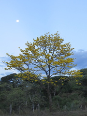 Handroanthus ochraceus