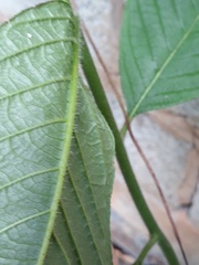 Heliotropium verdcourtii