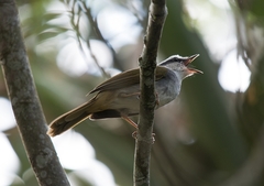Myiothlypis leucophrys
