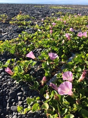 Calystegia soldanella