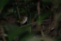 Myiothlypis rivularis