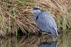 Ardea cinerea