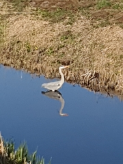 Ardea cinerea