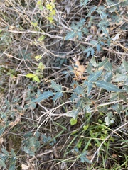 Berberis haematocarpa