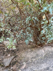 Berberis haematocarpa