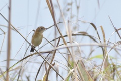 Cisticola exilis