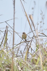 Cisticola exilis