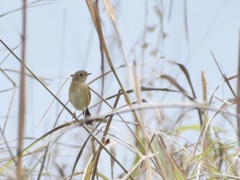 Cisticola exilis