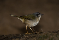 Myiothlypis rivularis