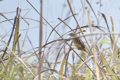 Cisticola exilis