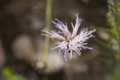 Jurinea suffruticosa