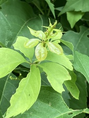 Parthenocissus quinquefolia image