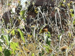 Danaus plexippus