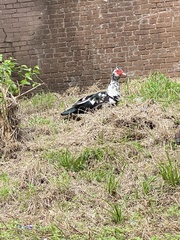Cairina moschata domestica