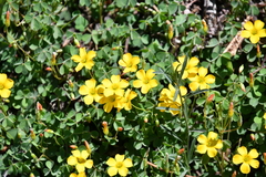 Oxalis californica