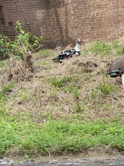 Cairina moschata domestica