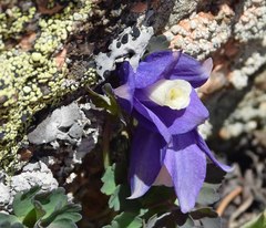 Aquilegia saximontana