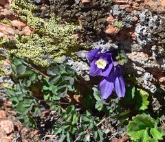 Aquilegia saximontana