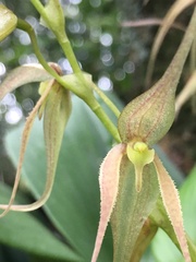 Pleurothallis phalangifera