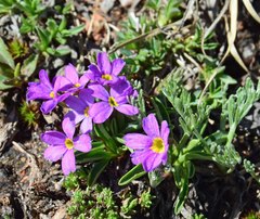 Primula angustifolia