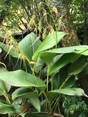 Pleurothallis phalangifera