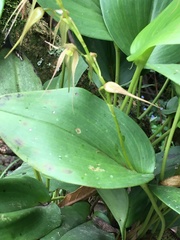 Pleurothallis phalangifera