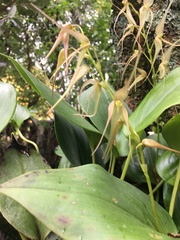 Pleurothallis phalangifera