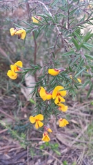 Pultenaea juniperina