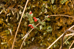 Cladonia didyma