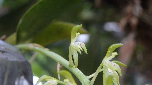 Notylia orbicularis, photograph 3