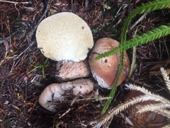 Boletus semigastroideus