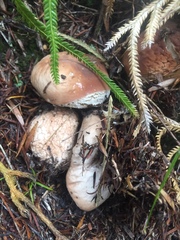 Boletus semigastroideus