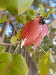 Sclerotinia