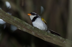 Arremon flavirostris