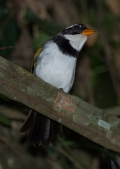 Arremon flavirostris