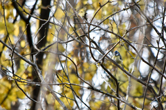 Cyanistes caeruleus