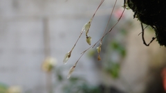 Specklinia digitale