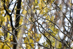 Cyanistes caeruleus