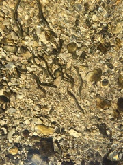 Lampetra planeri